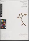 Foto von Salix caprea L.